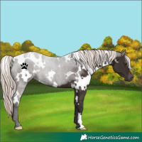 Horse Color:White Spotted Liver Chestnut 