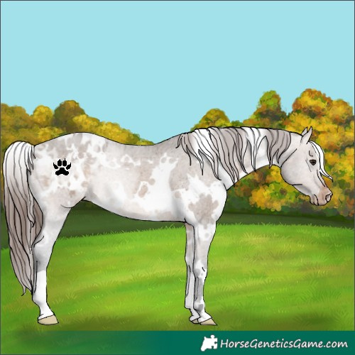 Horse Color:White Spotted Brown Dun Appaloosa 