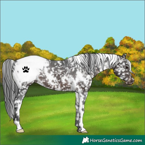 Horse Color:White Spotted Brown Snowcap 