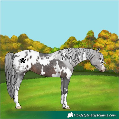 Horse Color:White Spotted Brown Blanket