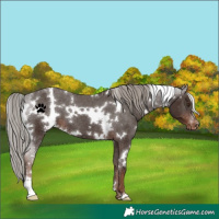 Horse Color:White Spotted Liver Chestnut Appaloosa 