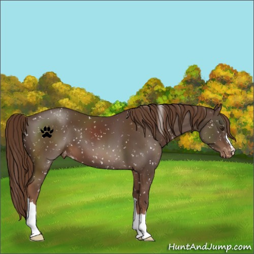 Horse Color:Liver Chestnut Appaloosa 