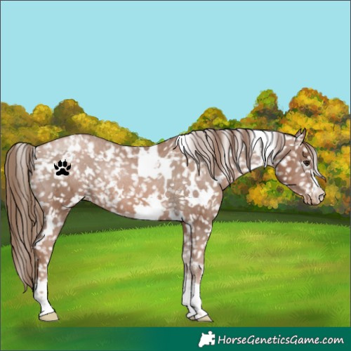 Horse Color:White Spotted Black Pearl Snowflake Varnish Rabicano