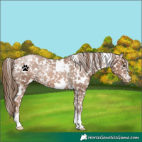 Horse Color:White Spotted Black Pearl Appaloosa Rabicano 