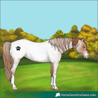 Horse Color:Brown Roan Pearl Appaloosa 