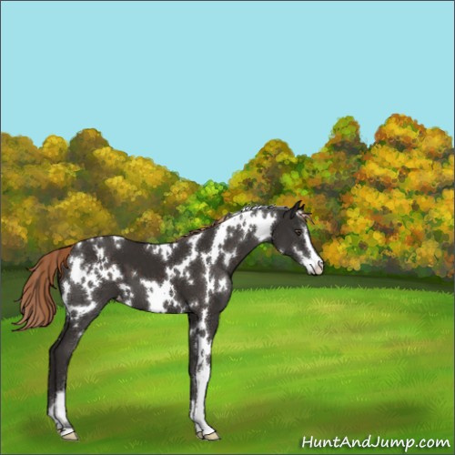 Horse Color:White Spotted Liver Chestnut Sabino Appaloosa 