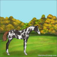 Horse Color:White Spotted Liver Chestnut Sabino Appaloosa 