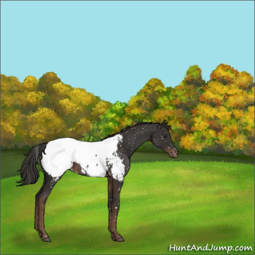 Horse Color:Liver Chestnut Appaloosa 