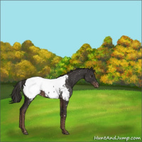 Horse Color:Liver Chestnut Appaloosa
