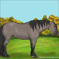Horse Color:Grullo Rabicano