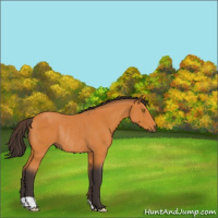 Horse Color:Buckskin Rabicano 