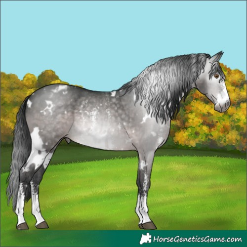 Horse Color:Gray Platinum White Spotted Brown Dun Sabino Blanket Rabicano 