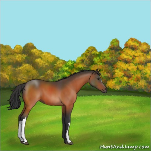 Horse Color:Brown 