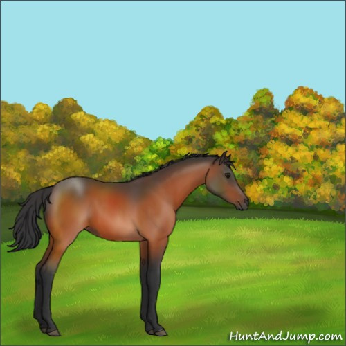 Horse Color:Bay 