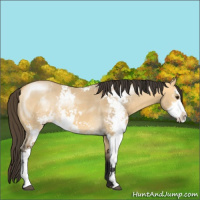 Horse Color:Buckskin Dun Sabino 