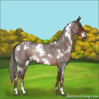Horse Color:White Spotted Liver Red Roan Mushroom Rabicano 