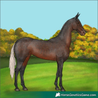 Horse Color:Liver Chestnut Mushroom Varnish 