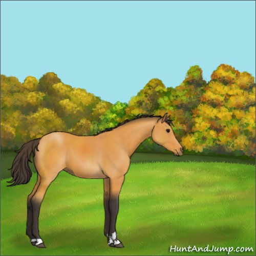 Horse Color:Buckskin Sabino 