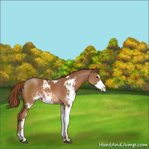 Horse Color:Chestnut Sabino