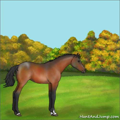 Horse Color:Brown Sabino 