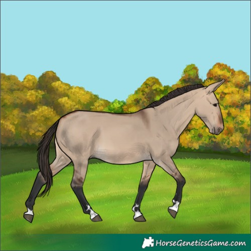Horse Color:Bay Dun 