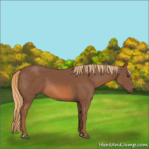 Horse Color:Chestnut 