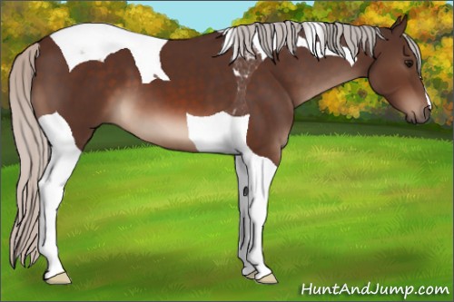 Horse Color:Silver Brown Tobiano 
