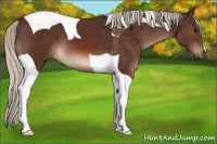 Horse Color:Silver Brown Tobiano 