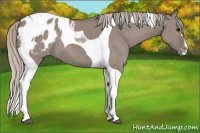 Horse Color:Silver Grullo Tobiano Blanket 
