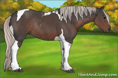 Horse Color:Silver Black Tobiano Rabicano 