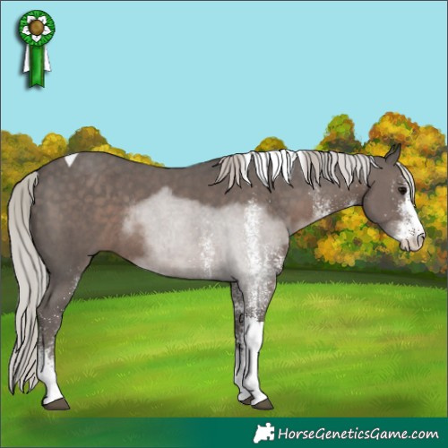 Horse Color:White Spotted Silver Black Tobiano Rabicano 