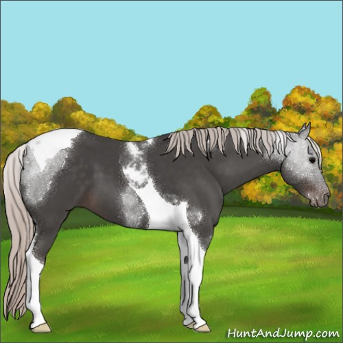 Horse Color:Silver Black Tobiano 