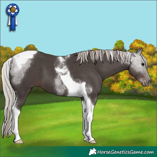 Horse Color:Silver Black Tobiano 
