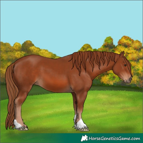Horse Color:Chestnut 