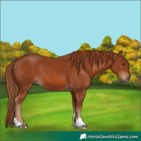 Horse Color:Chestnut 