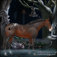 Horse Color:Bay Sabino Splash Appaloosa and Bay Sabino Splash Appaloosa