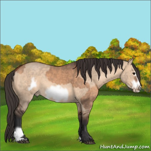 Horse Color:Bay Dun  and Bay Dun Frame 