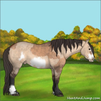 Horse Color:Bay Dun  and Bay Dun Frame 