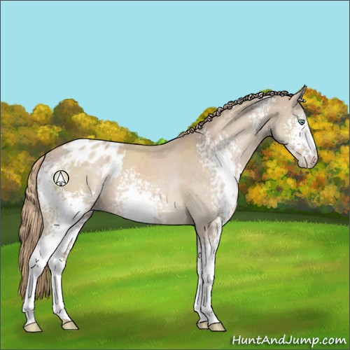 Horse Color:White Spotted Smoky Creme Appaloosa 