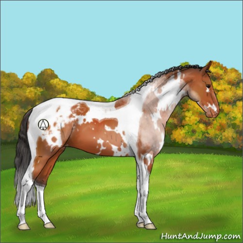 Horse Color:White Spotted Bay Tobiano Appaloosa 
