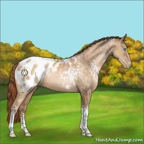 Horse Color:White Spotted Buckskin Pearl Appaloosa 