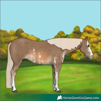 Horse Color:Chocolate Palomino Sabino