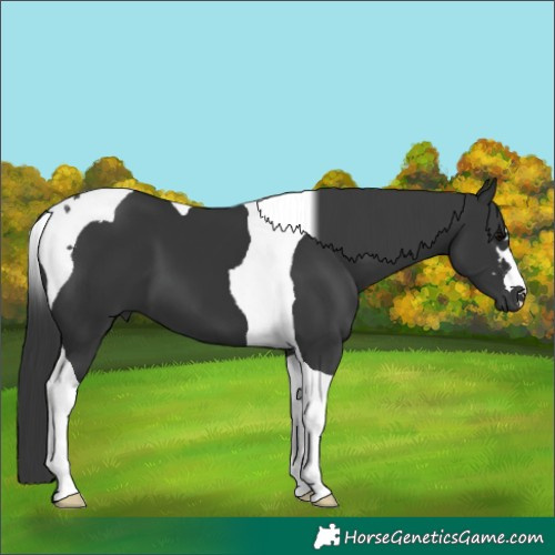 Horse Color:Black Tobiano 