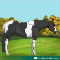 Horse Color:Black Tobiano