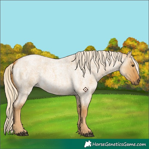 Horse Color:Palomino Roan Dun 