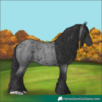 Horse Color:Blue Roan 