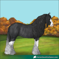 Horse Color:Black Splash Rabicano 