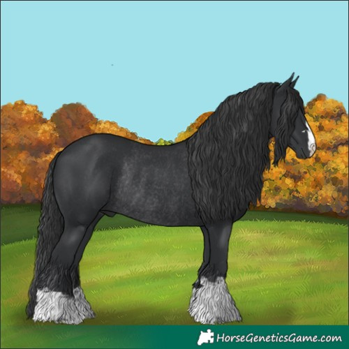 Horse Color:Black Rabicano 
