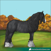 Horse Color:Black Rabicano 