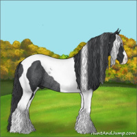 Horse Color:Black Tobiano Rabicano 